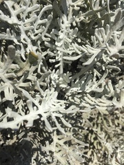 Constancea nevinii