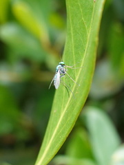 Chrysosoma globiferum
