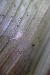 Rastrococcus asteliae