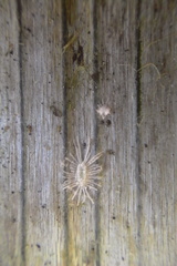 Rastrococcus asteliae