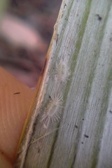 Rastrococcus asteliae