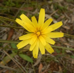 Microseris walteri