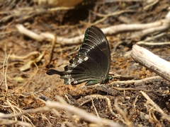 Papilio crino
