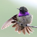 Bee Hummingbirds and Allies - Photo (c) guyincognito, some rights reserved (CC BY-NC), uploaded by guyincognito