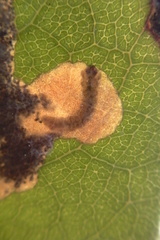 Epiphthora melanombra