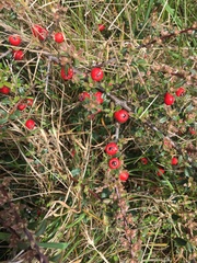 Cotoneaster integrifolius