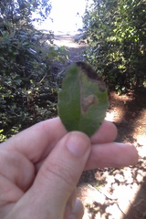 Epiphthora melanombra