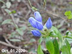 Gentiana scabra