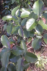 Epiphthora melanombra