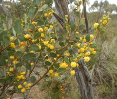 Acacia brachybotrya