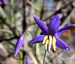 Hemerocallidoideae