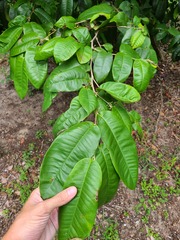 Chrysophyllum argenteum