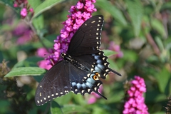 Papilio polyxenes