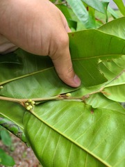 Chrysophyllum argenteum