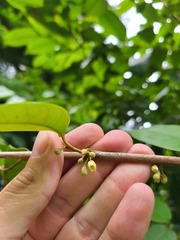 Chrysophyllum argenteum