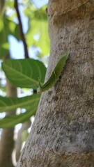 Apatura ilia