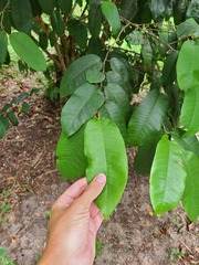 Chrysophyllum argenteum