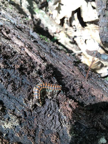 Euryurus leachii