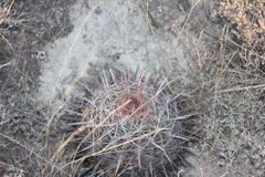 Ferocactus recurvus recurvus
