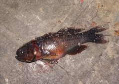 Dormitator maculatus