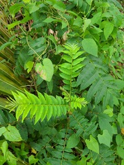 Zanthoxylum martinicense