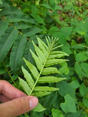 Zanthoxylum martinicense