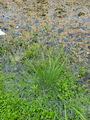Eleocharis geniculata