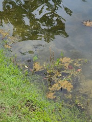 Trachemys stejnegeri