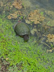 Trachemys stejnegeri
