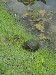 Trachemys stejnegeri