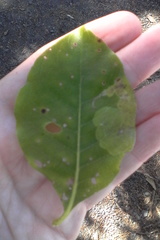 Corythoxestis zorionella