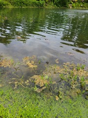 Trachemys stejnegeri