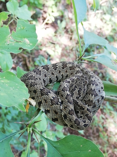 Photo of a Sinaloan Long-tailed Rattlesnake (Crotalus stejnegeri)