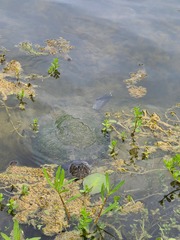 Trachemys stejnegeri