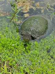 Trachemys stejnegeri