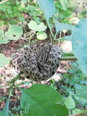 Crotalus stejnegeri