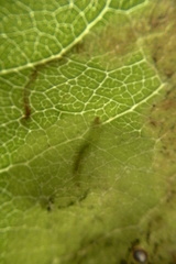 Corythoxestis zorionella