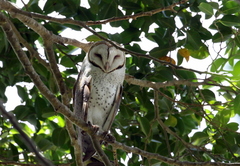 Tyto alba delicatula