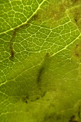 Corythoxestis zorionella