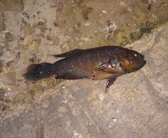 Dormitator maculatus