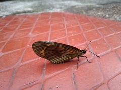 Actinote pellenea perfulva