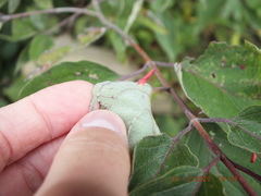 Craneiobia tuba