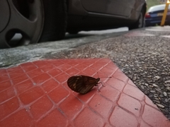 Actinote pellenea perfulva