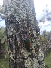 Stenaspis verticalis