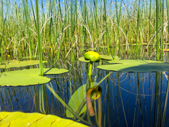 Nuphar polysepala
