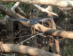 Butorides virescens image