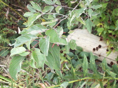 Craneiobia tuba