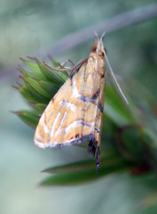 Glaucocharis auriscriptella