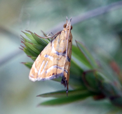 Glaucocharis auriscriptella