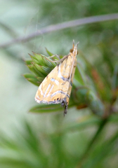 Glaucocharis auriscriptella